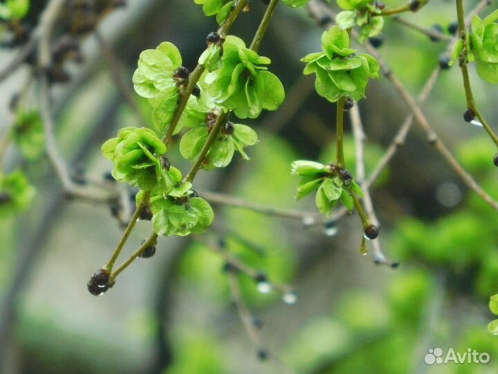 Nikon coolpix B500 б/у черный и красный