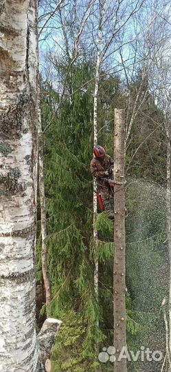 Спил деревьев