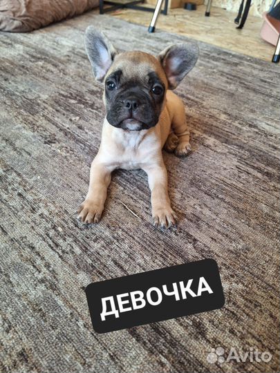 Щенок Французского Бульдога