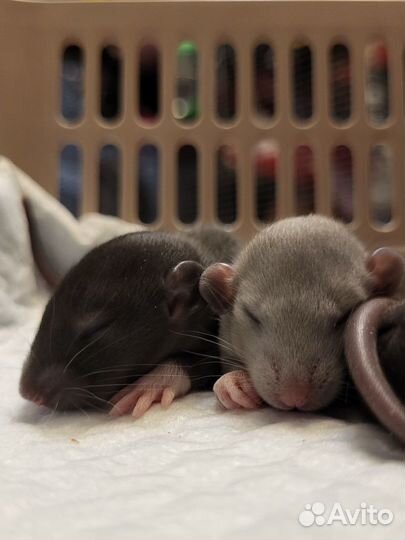 Крыса Бурмиз, Голубая крыса Дамбо, Крысята