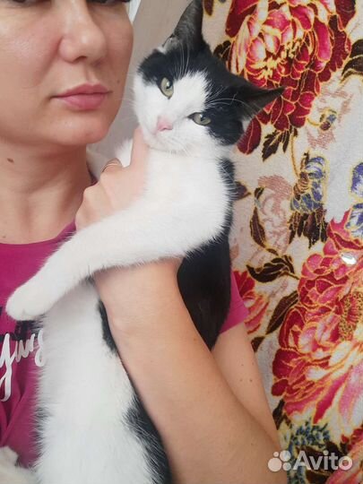 Кошки в добрые руки