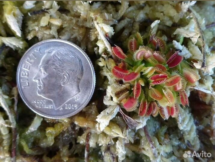 Семена Мухоловки Гигантская ловушка (Giant) 3 шт