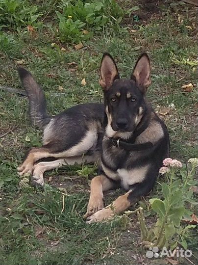 Восточноевропейская овчарка вязка