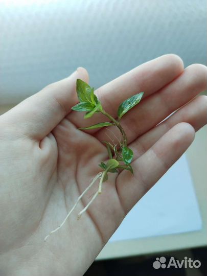 Стаурогин репенс (Staurogyne repens)