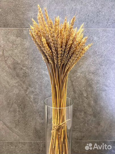 Колосья пшеницы
