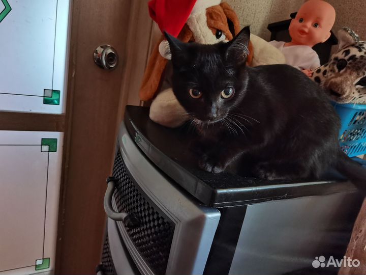 Кошки в добрые руки