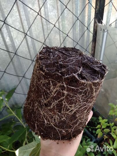 Гортензия Фантом