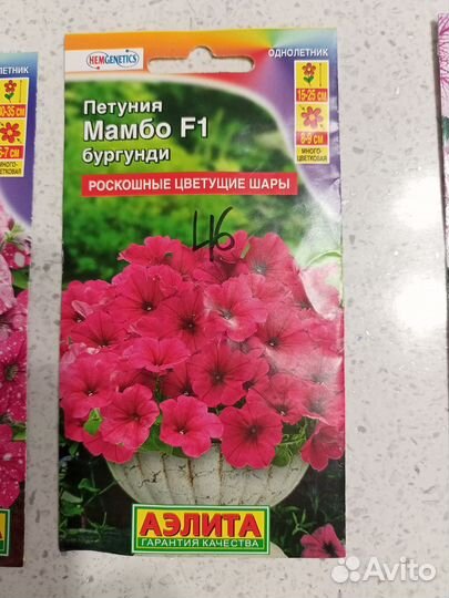 Петуния, рассада