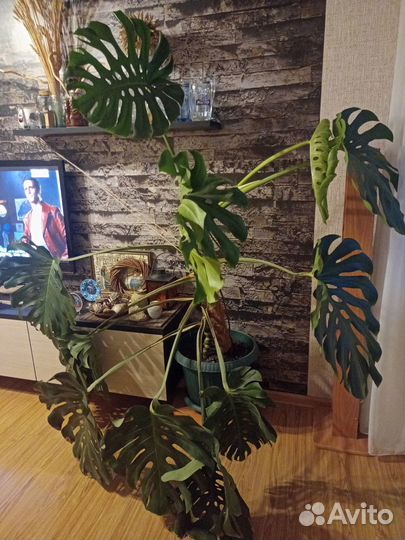 Цветы домашние в горшках