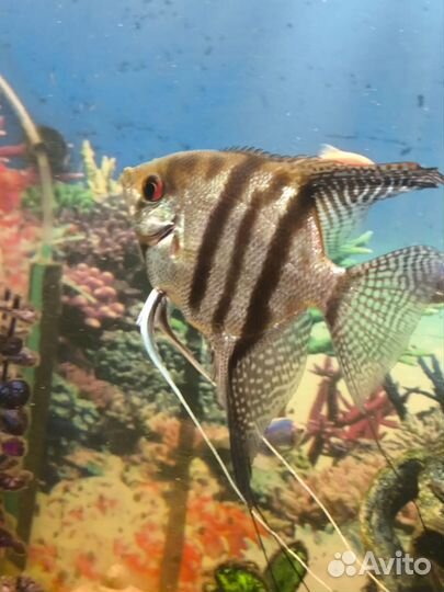 Продам аквариумных рыбок 6 шт