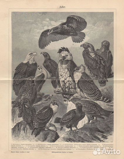 Литография. Хищные птицы. XIX век. Германия