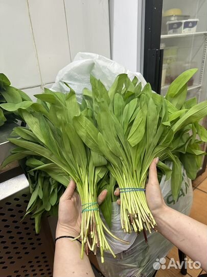 Черемша свежая