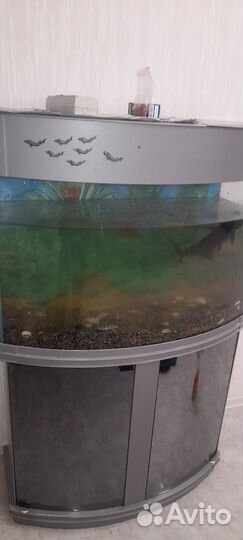 Аквариум