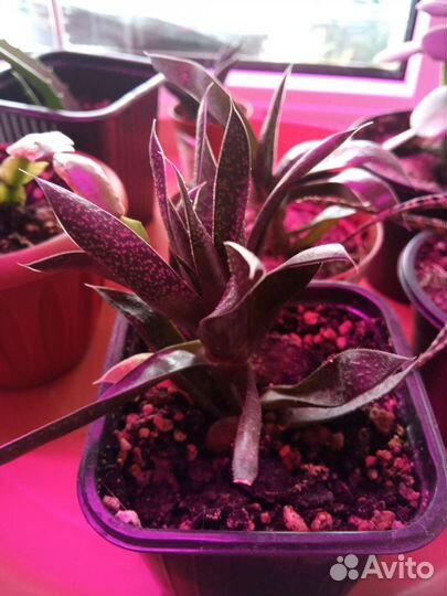 Суккуленты