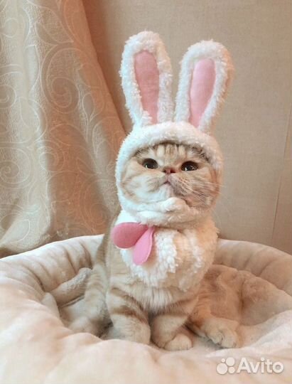 Шапка для кошки новая