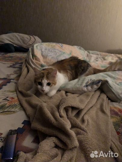 Кошка