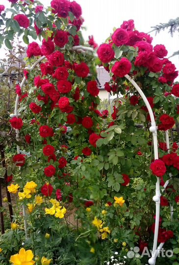 Лилейник,клематис,актинидия,жимолость,розы