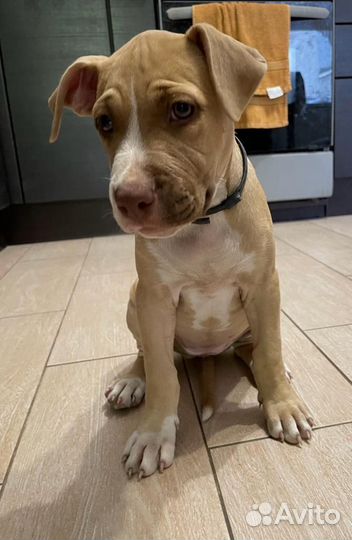 Собака щенки питбуля