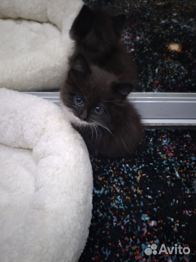 Пристрою мальчика