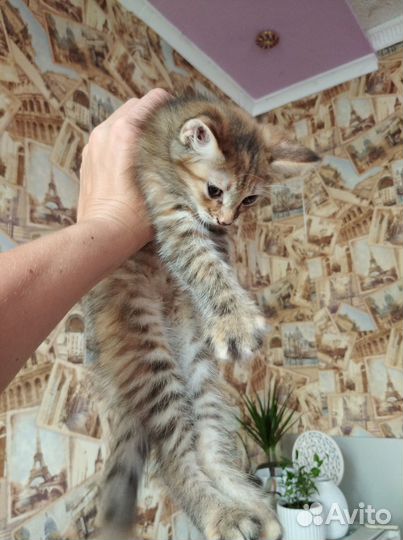 Котёнок кошка