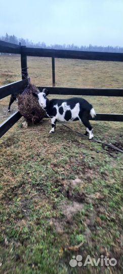 Коза дойная молочная