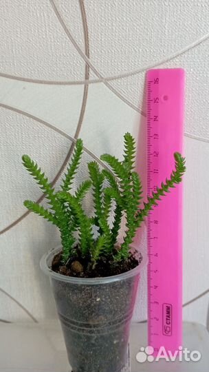 Суккуленты