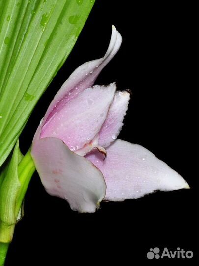 Орхидея. Ликаста. Angulocaste Ivan Portilla