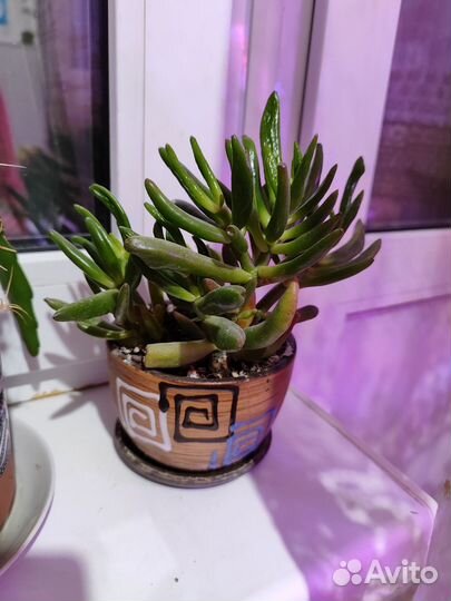 Красула хоббит