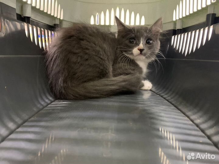 Дым в добрые руки