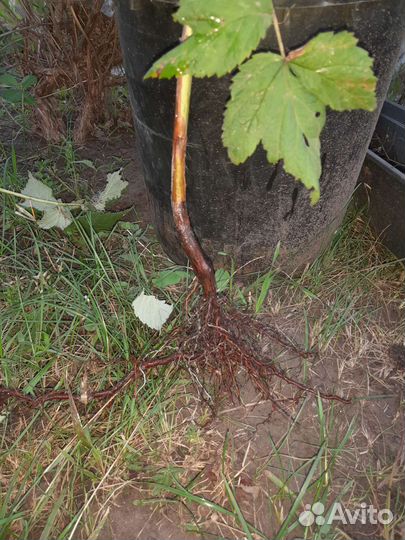 Малина разная