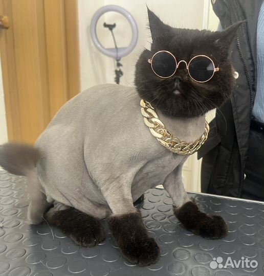 Стрижка кошек выезд на дом