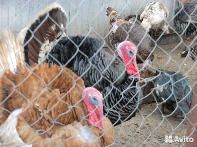Индюки только породистая Птица