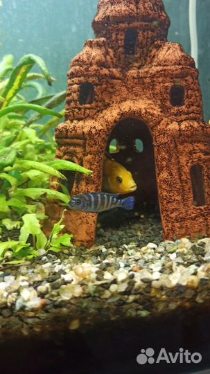 Рыбки Димасони цихлиды