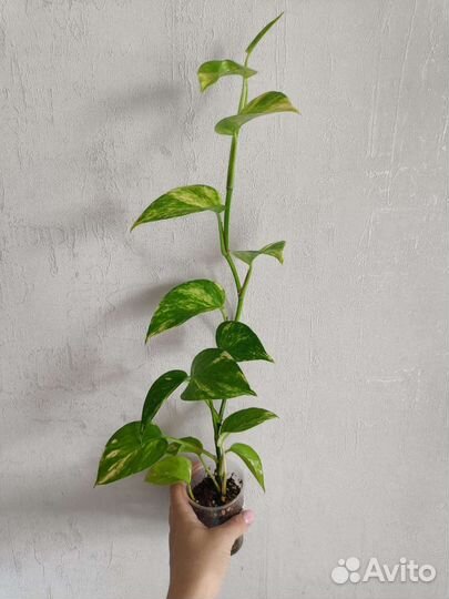 Сциндапсусы, филадендроны, эпипремнумы