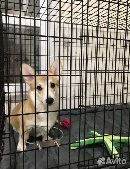 Клетка для собак