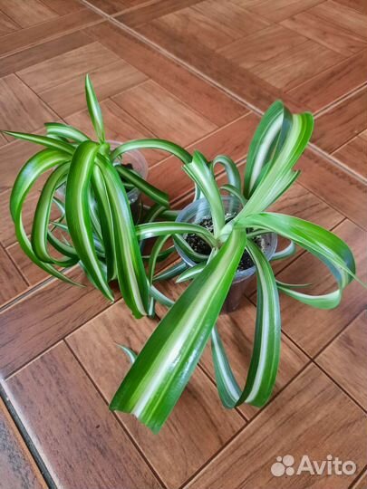 Хлорофитум кудрявый и капский