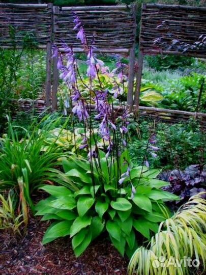 Хосты на красных ножках