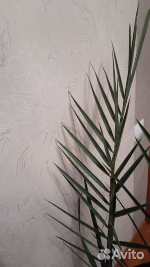 Продам финиковую пальму