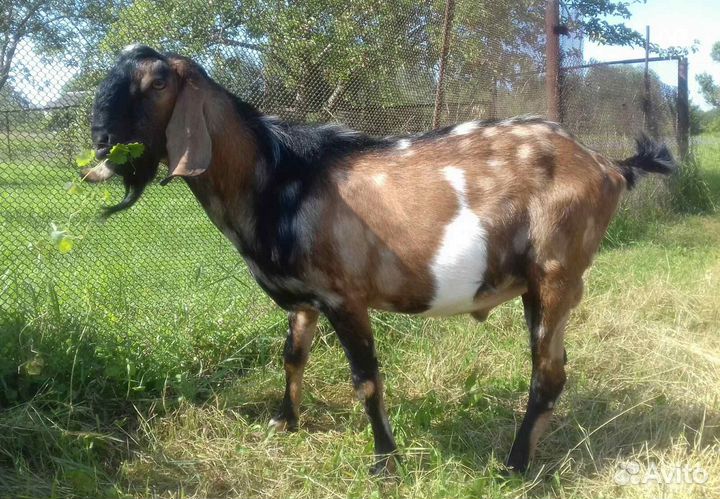 Англо-нубийский козел 100