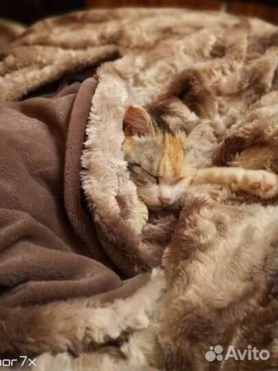 Передержка кошек