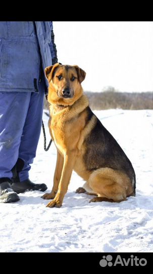 Собака Арчи