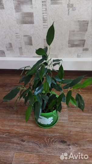Спатифиллум,фикус
