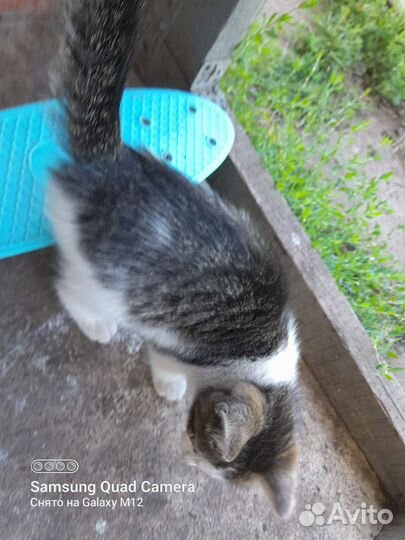 Котята в добрые руки бесплатно