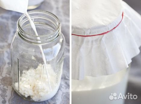 Молочный (тибетский) гриб