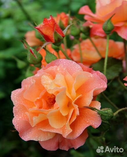 Роза шраб Вестерленд