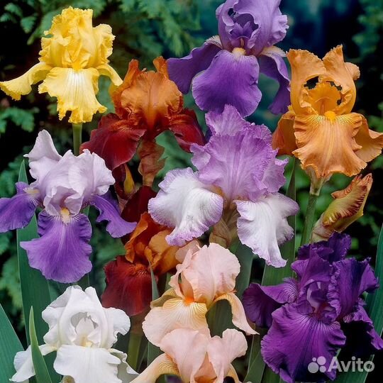 Ирисы