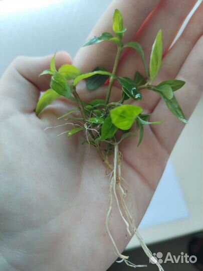 Стаурогин репенс (Staurogyne repens)