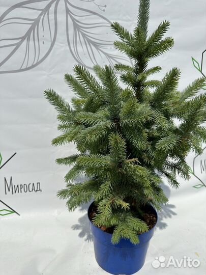 Ель голубая Эдит