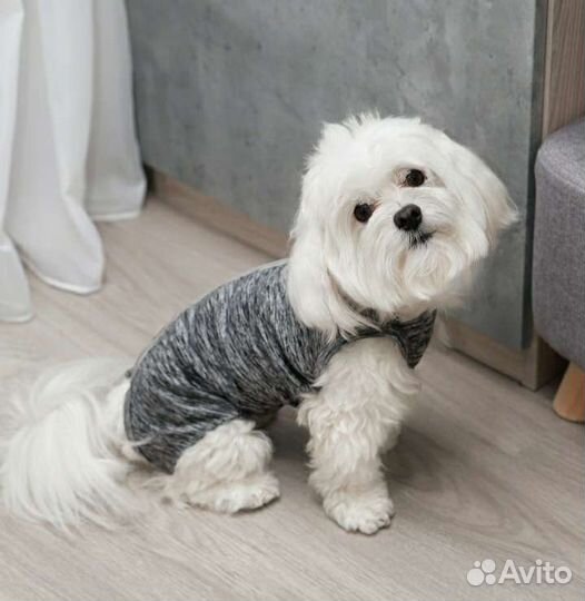 Попона для собак/ кошек