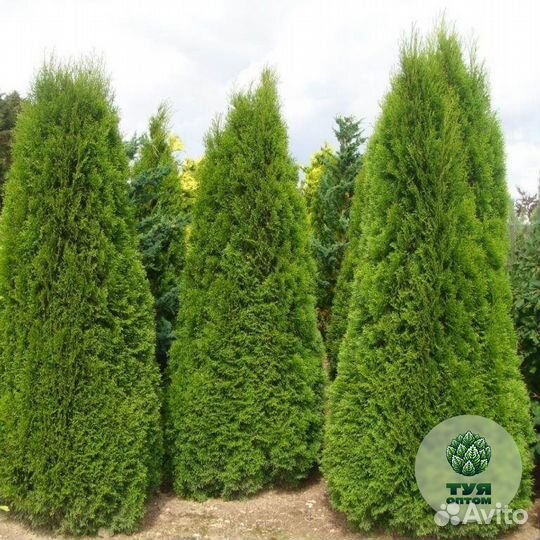 Туя брабант с доставкой на участок